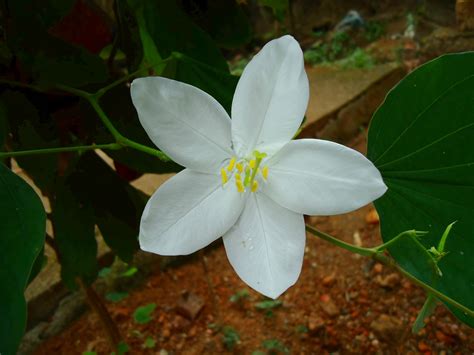 File:Mandaram flower.jpg