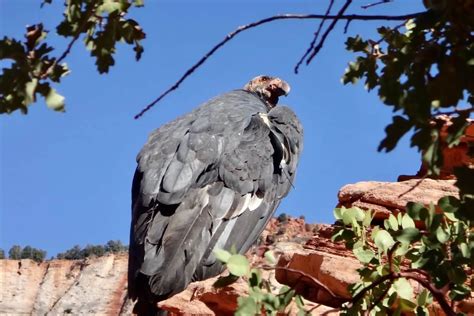 15 Animals In Los Padres National Forest Seen On Our Hikes! (Wilderness ...