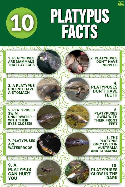 10 Incredible Platypus Facts - A-Z Animals