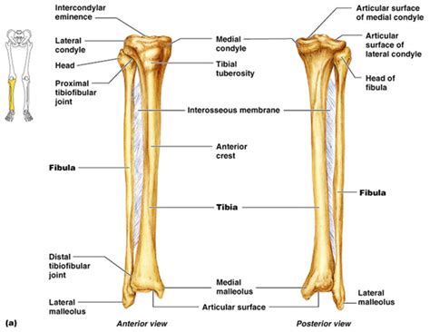 Tibia (shin bone, medial bone) and Fibula (lateral bone) Diagram | Quizlet