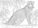 Leopard 4 Coloring Page  Free Printable Pages For Kids sketch template