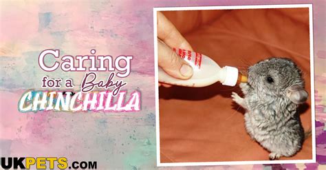 Caring for a Baby Chinchilla | Are You Doing It Right? | UKPets