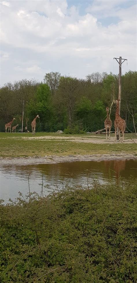 Tierpark (Berlin) - 2019 All You Need to Know BEFORE You Go (with Photos) - TripAdvisor