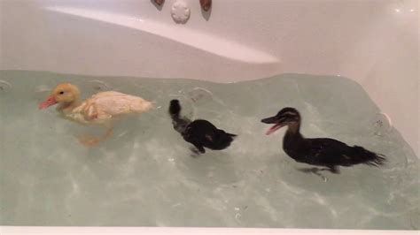 Baby ducks swimming in the bathtub - YouTube