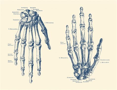 Double Hand Skeletal Diagram - Vintage Anatomy Print Drawing by Vintage Anatomy Prints - Fine ...