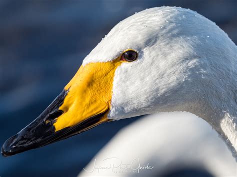 2018 Winter Wildlife Tour of Japan | Whooper Swans in Japan | Japan Photo Guide