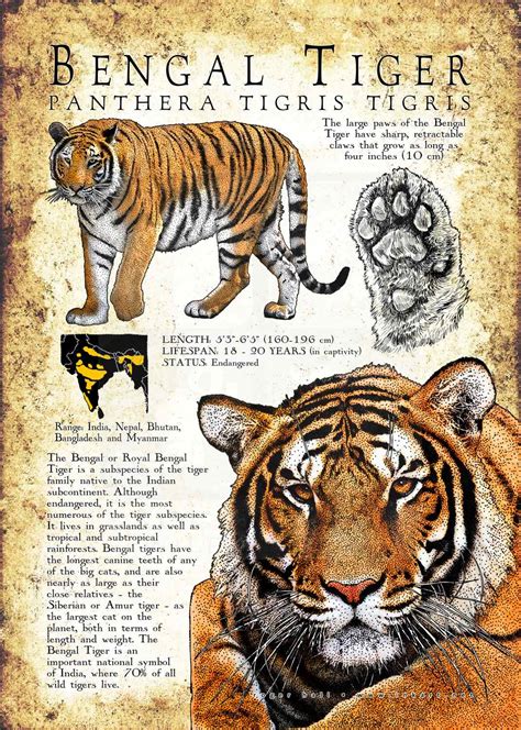 Bengal Tiger Poster Print / Infographic