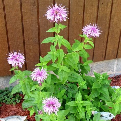 Flowering spearmint plant. Spearmint plant flowers. First time my plant ...