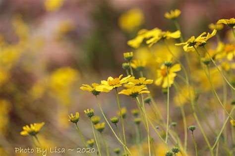 Desert Wildflowers – peace of life today