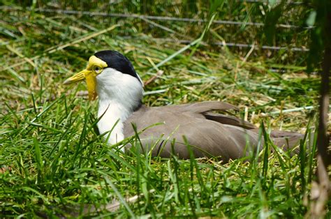 Masked Lapwing – Profile | Traits | Facts | Habitat | Breeding - Bird Baron