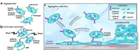 of platelet aggregation