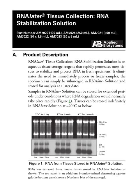 RNAlater RNA Stabilization Solution Qiagen | Rna