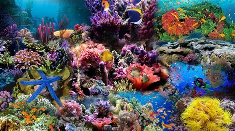 Great Barrier Reef Wallpaper (61+ images)