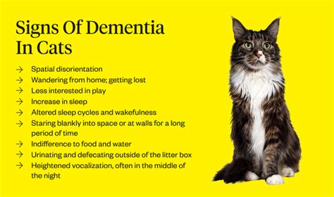 Cat Dementia: Symptoms, Causes & Treatment | Dutch