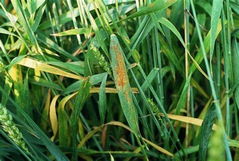 Wheat brown rust - Puccinia recondita, Nexles