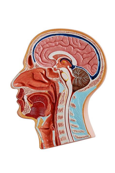 320+ Human head anatomy Free Stock Photos - StockFreeImages