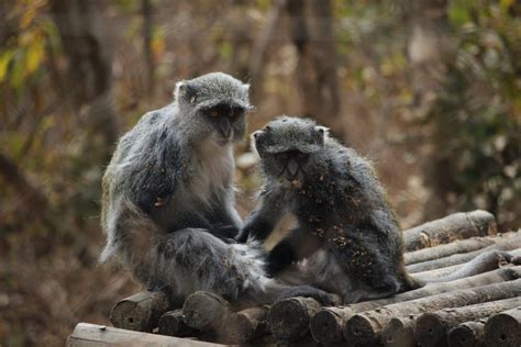 Malawi - Life As A Wildlife Rehabilitation Assistant - This Wild Life Of Mine