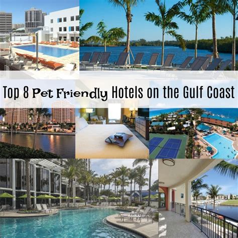 Pet Friendly Hotels Florida Gulf Coast | Pets Animals US