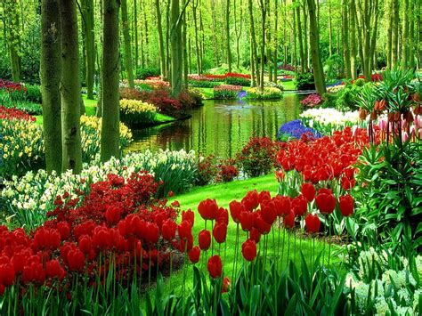 Flowers in green park, pretty, grass, bonito, nice, green, flowers, tulips, reflection, HD ...