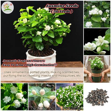 Jasmine Seeds for Planting 5 seeds Benih Bunga Melati | Aromatic Flower ...