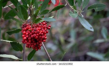 131 Toyon berries Images, Stock Photos & Vectors | Shutterstock