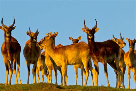 Nile Lechwe | San Diego Zoo Animals & Plants