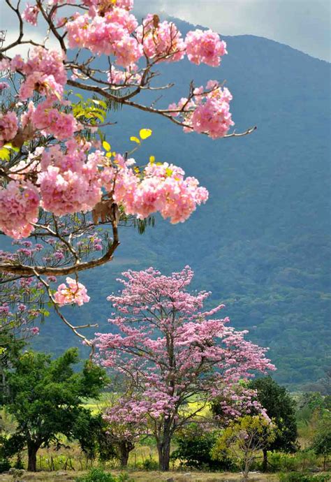 La belleza del Maquilishuat, el árbol nacional de El Salvador | Noticias de El Salvador ...