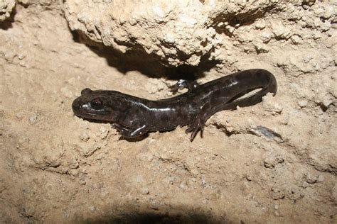 Pacific Giant Salamander | Dicamptodon tenebrosus | Flickr