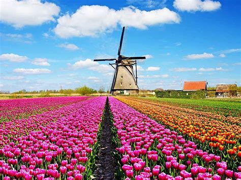 Đẹp nao lòng mùa hoa Tulip tại Hà Lan | VIETRAVEL