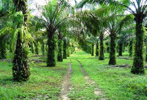 Indonesian Oil Palm Empty Fruit Bunches (OPEFB) Produce Enzymes for Agricultural Waste ...