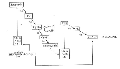 Noncyclic Photophosphorylation