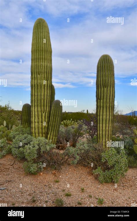 Saguaro Cactus seen in southern Arizona Stock Photo - Alamy