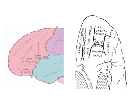 Anatomy of brain sulcus and gyrus - Dr.Sajith MD RD