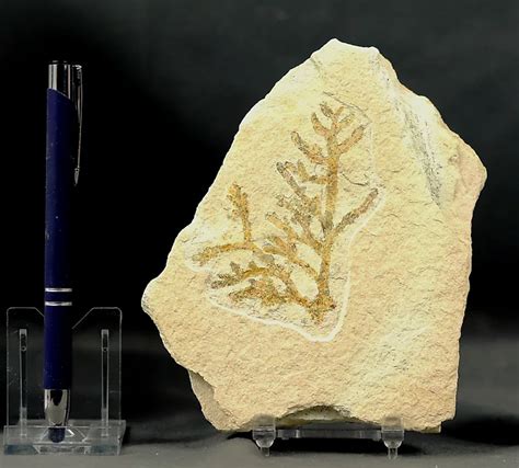 Conifer Fossils for Sale in Online Auctions