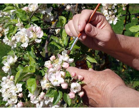 Growing Apples Indoors: A Comprehensive Guide to a Bountiful Harvest - Indoor Home Garden