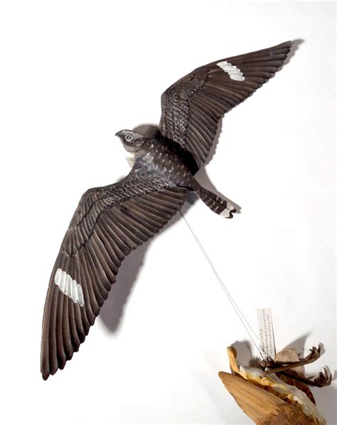 Sarah Conti - Common Nighthawk, Extinct Eskimo Curlew – Antler Gallery