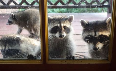 How to Get Rid of Raccoons in Your Attic: A Complete Guide