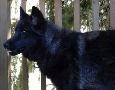 Black Wolf Husky Hybrid