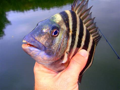 Florida Sheepshead Fishing in Febuary