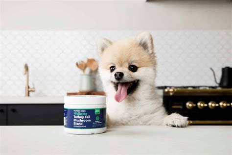 7 Side Effects Of Probiotics In Dogs That You Should Know