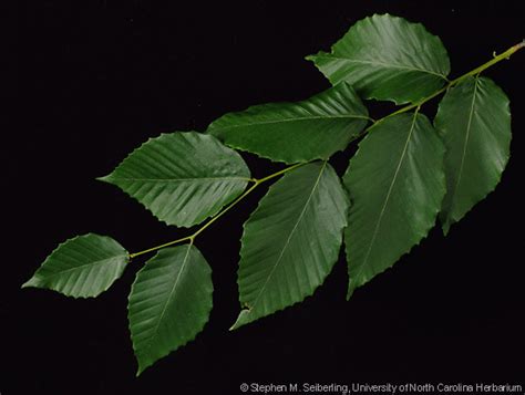 Plant Information Center - Fagus grandifolia