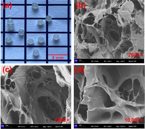 (a) Appearance of calcium alginate capsules and (b-d) the interior ...