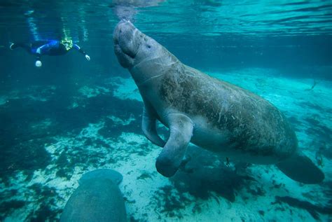 What you should know about our fellow Manatees