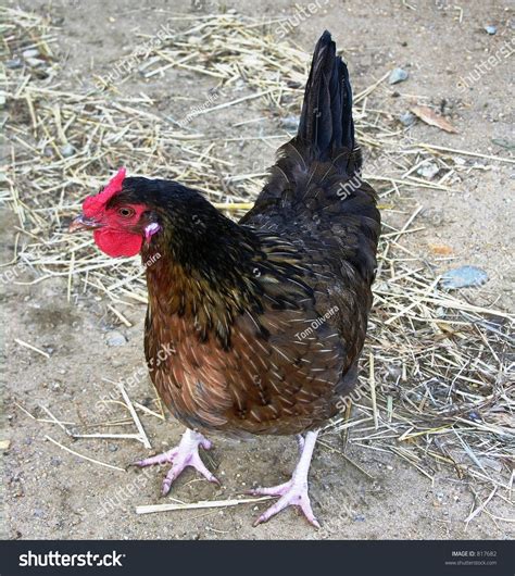 Rhode Island Red Hen Stock Photo 817682 - Shutterstock