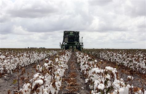 Cotton farmers to get $300 million in federal aid - Houston Chronicle