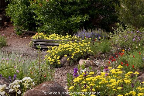 Native plant gardening, California native plants, Native plants