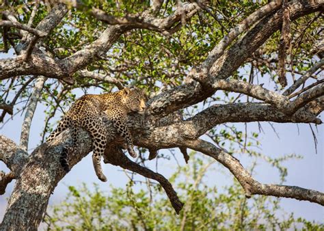 Leopard Sleeping on the Tree Stock Photo - Image of panthera, sleeping ...