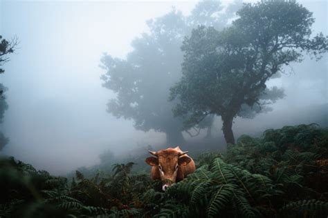 ULTIMATE GUIDE TO THE FANAL FOREST ON MADEIRA - Journey Era