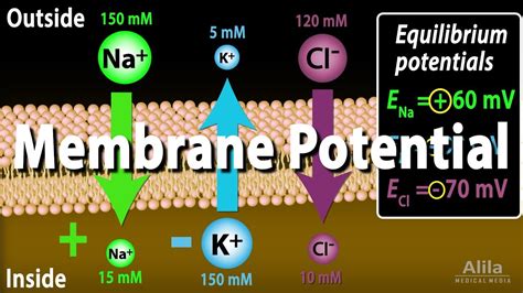 Membrane Potential, Equilibrium Potential and Resting Potential, Animation - YouTube