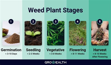 Everything you need to know about marijuana plant stages – Growealth